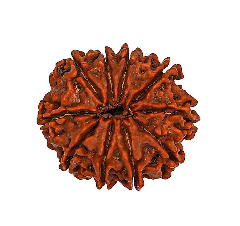 10 Mukhi Nepali Rudraksha