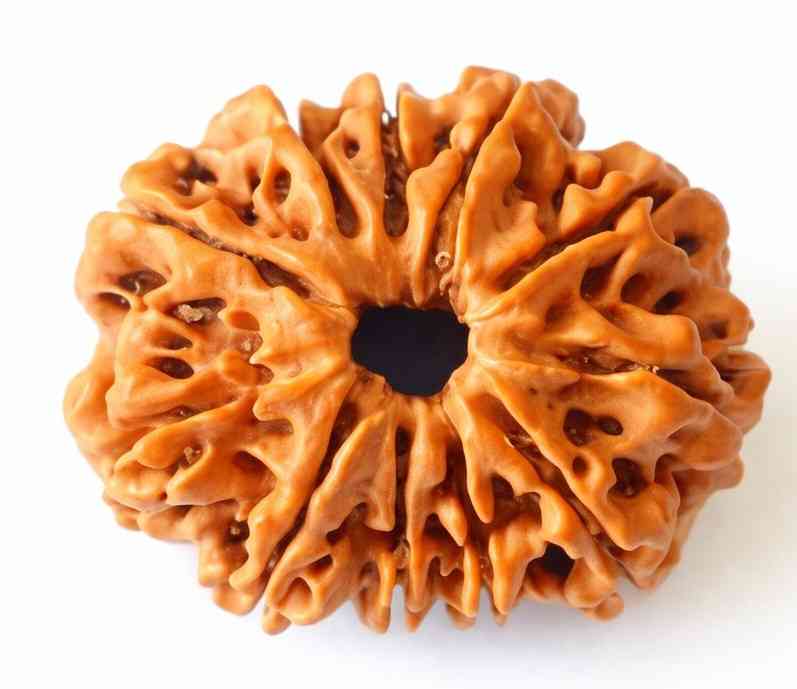 11 Mukhi Nepali Rudraksha