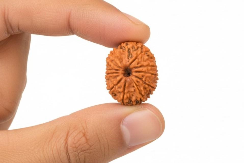 12 Mukhi Nepali Rudraksha
