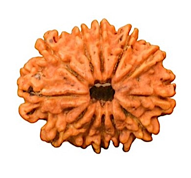 12 Mukhi Nepali Rudraksha