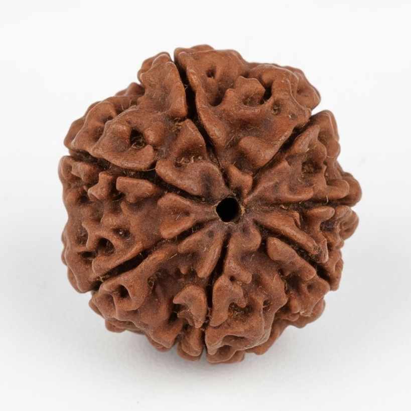7 Mukhi Nepali Rudraksha