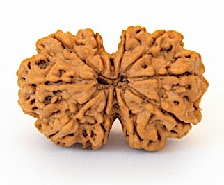 Gauri Shankar Nepali Rudraksha