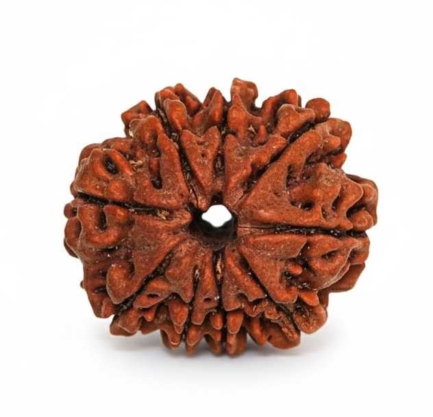 9 Mukhi Nepali Rudraksha